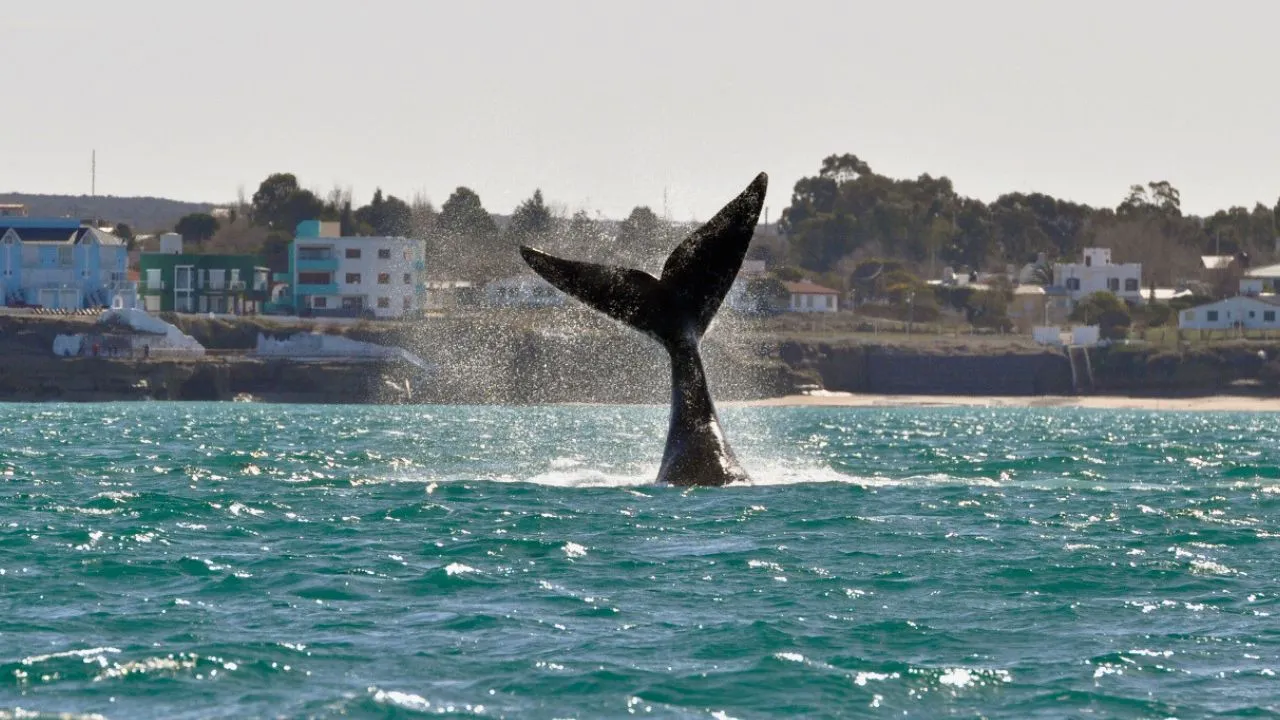 Ballena-Franca-frente-a-las-Grutas-Els-Vermeulen