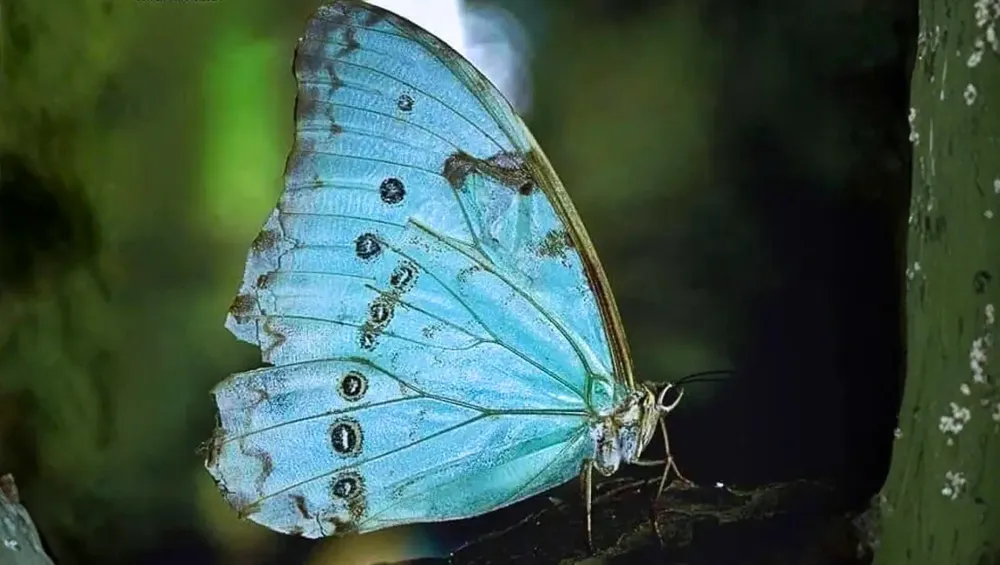 mariposa_bandera_tapa_01