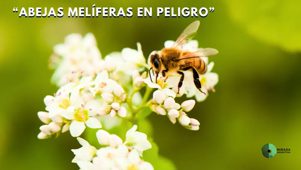 abejas