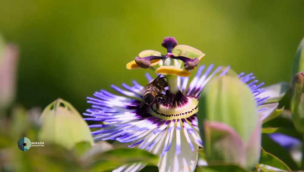 passiflora_01