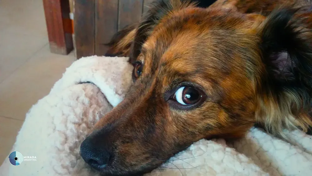 sintonizar_perros_tapa_03