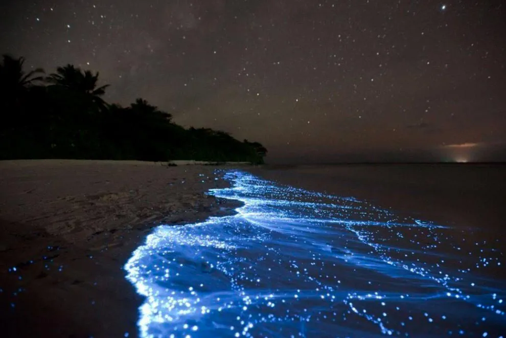 200629-aca2-f2-bioluminiscencia