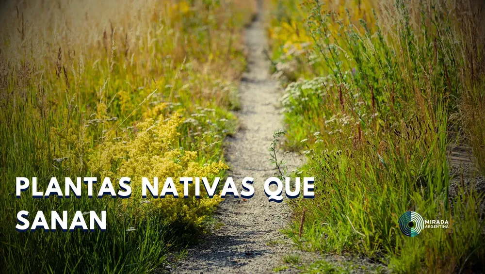 nativas_01