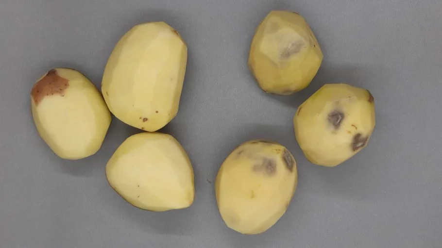 papas_inta_01