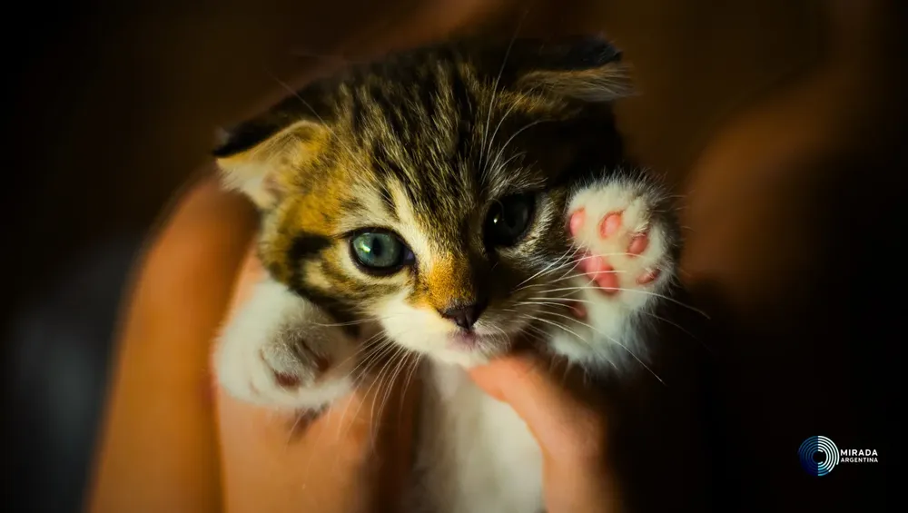 gatitos_01