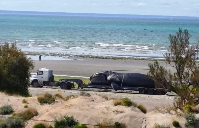 foto_ballenas_muertas_en_patagonia