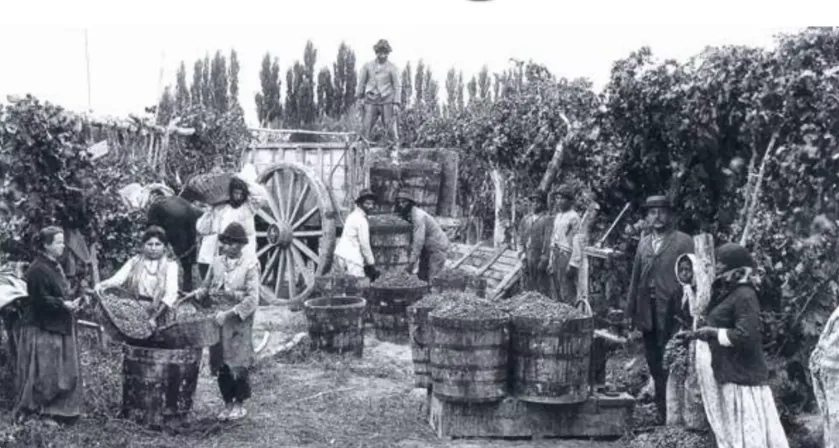 vino historia argentina produccion