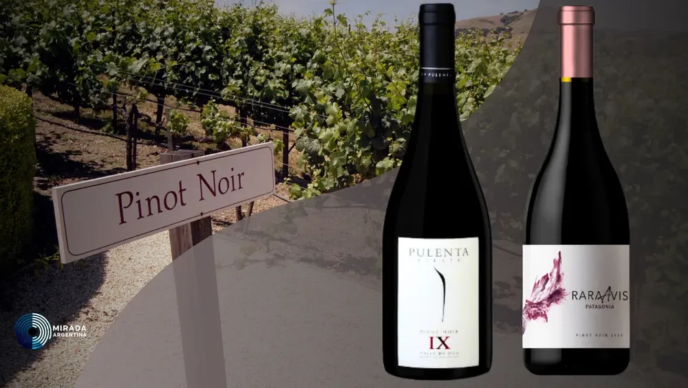 Pinot Noir
