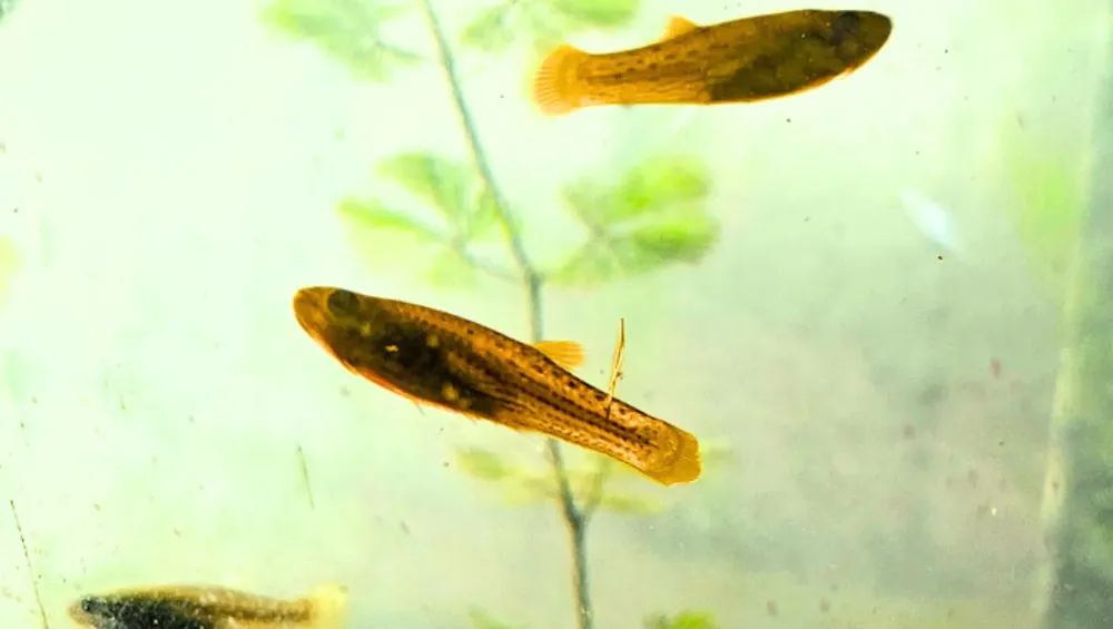 tapa peces