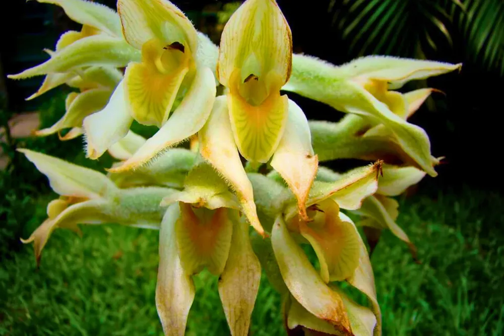 orquidea