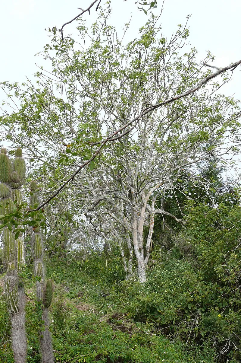 Bursera_graveolens