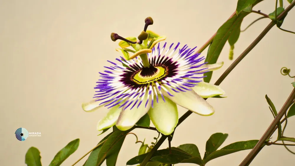 passiflora_02