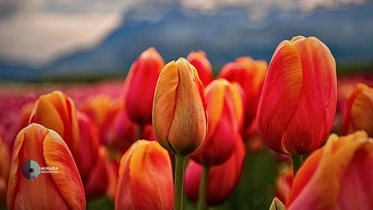trevelin_tapa_tulipanes_01