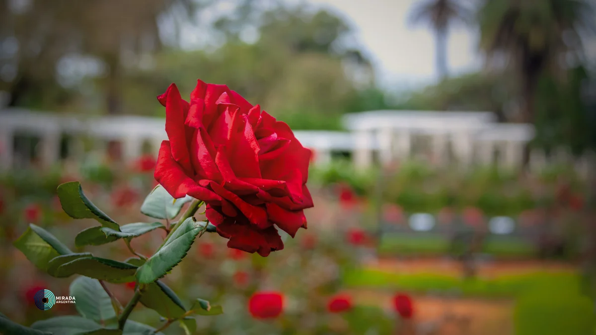 Rosedal_2026