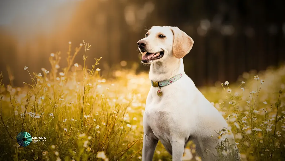 perros_05