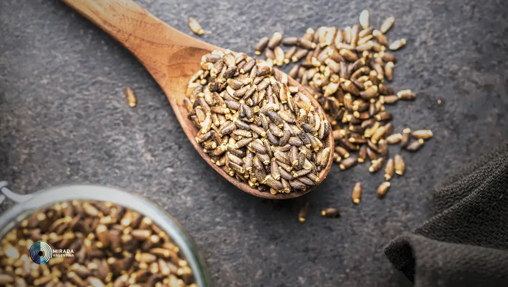 cardo_mariano_semillas_01