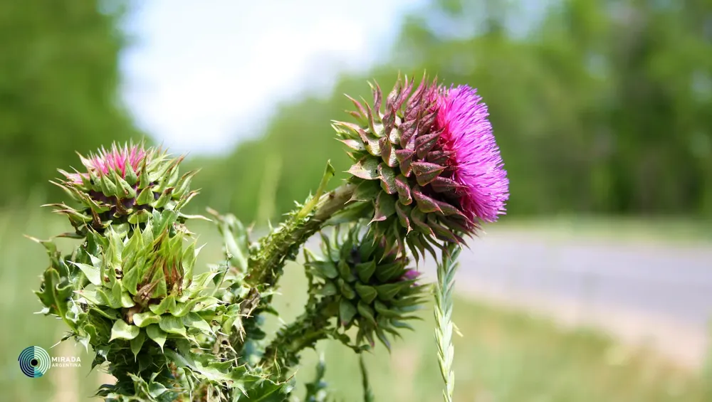 cardo_mariano_tapa_01