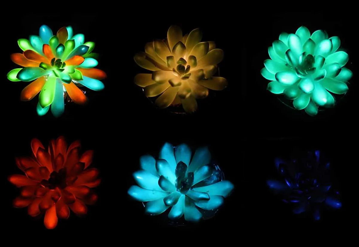 suculentas-luminiscentes