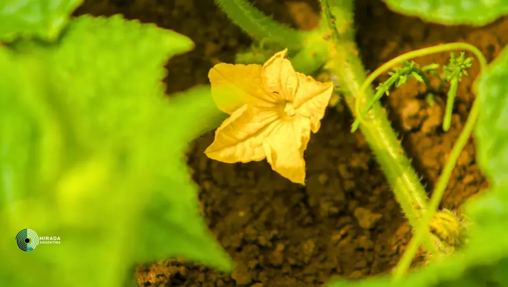 pepino_flor