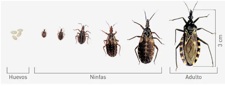 FireShot Capture 063 - Dapquim - [Chagas] Todo lo que tenés que saber sobre la Vinchuca__ - [dapquim.com.ar]