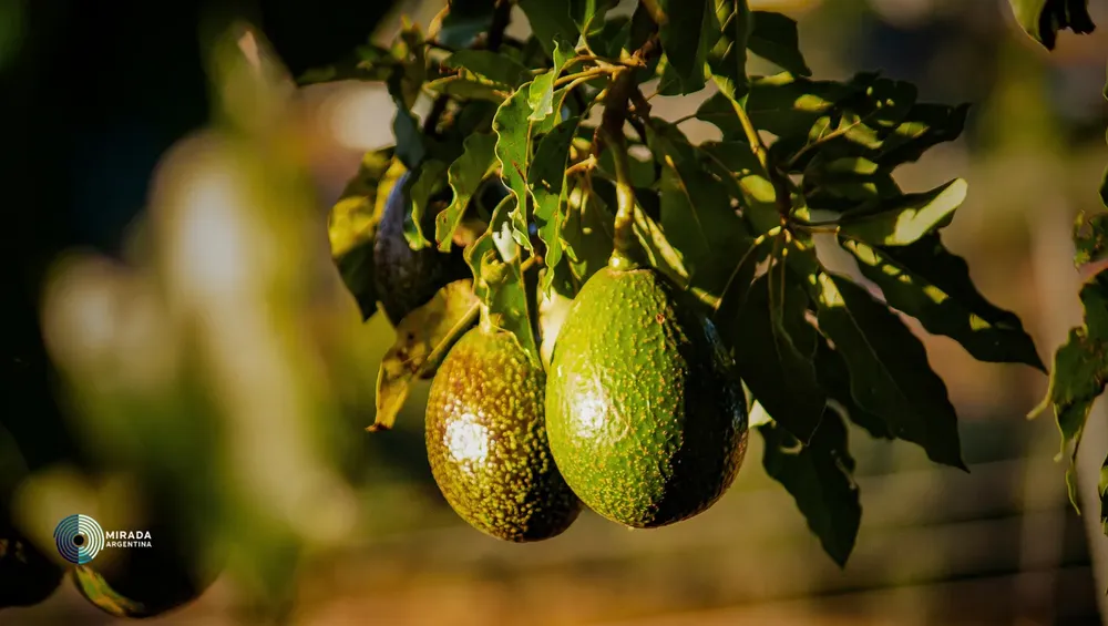 palta_01