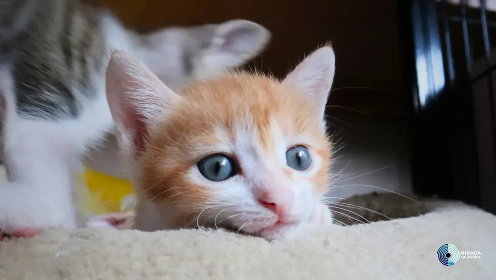 gatitos_03