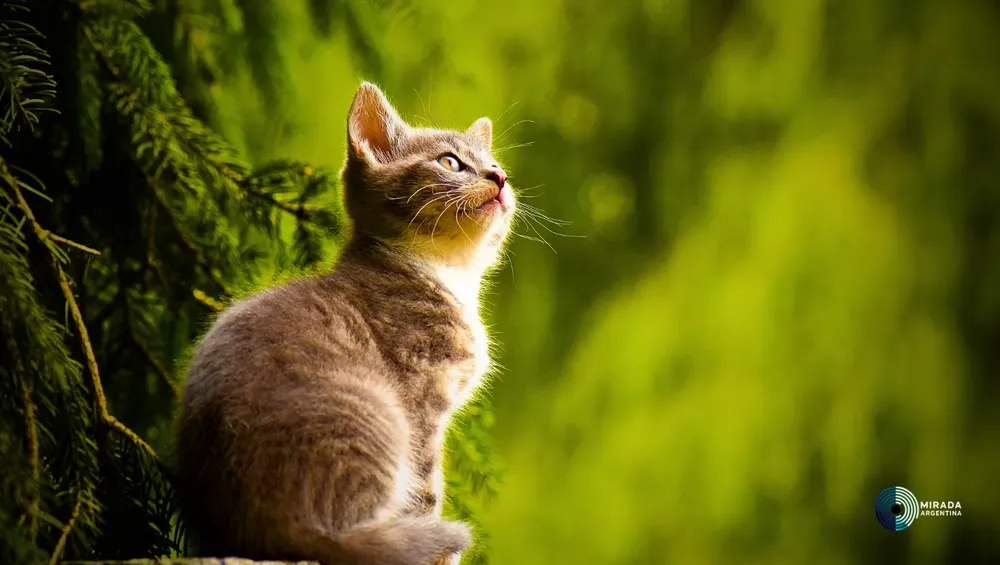 gatitos_02