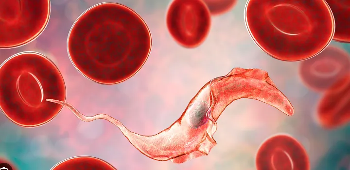 parásito Trypanosoma cruzi