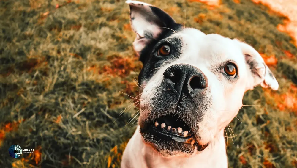 sintonizar_perros_tapa_02