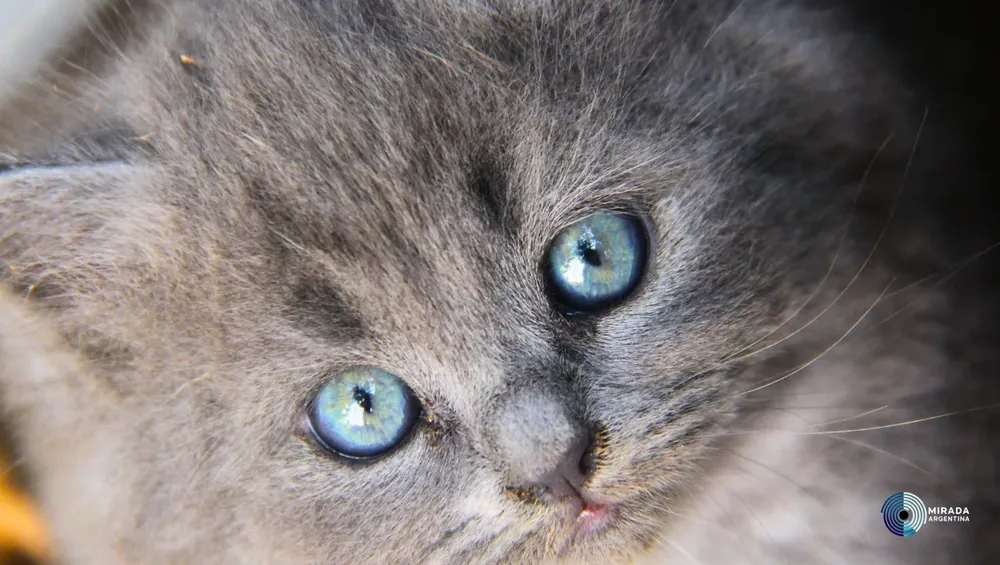 gatitos_05