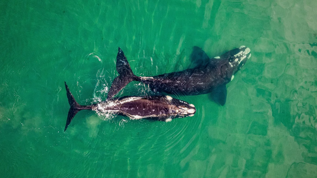 Ballena franca austral (Eubalaena australis) junto a su ballenato, nadando en aguas del Atlántico Sur.
