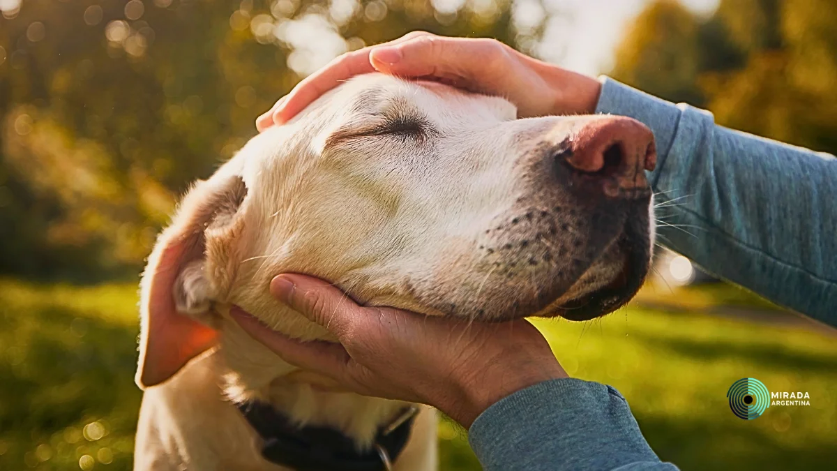 TAPA_PERRO_LENGUAJE_MIRADA_ARGENTINA