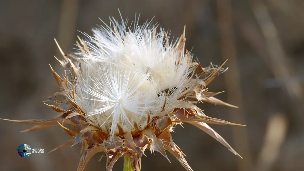 cardo_mariano_flor_seca_semillas