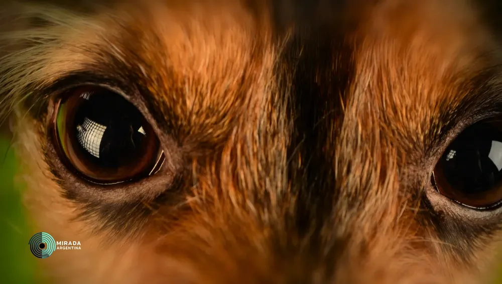 perros_03
