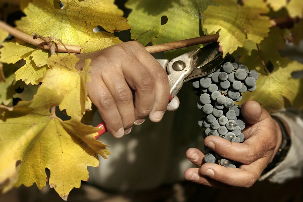 Bodega Malma - Cosecha
